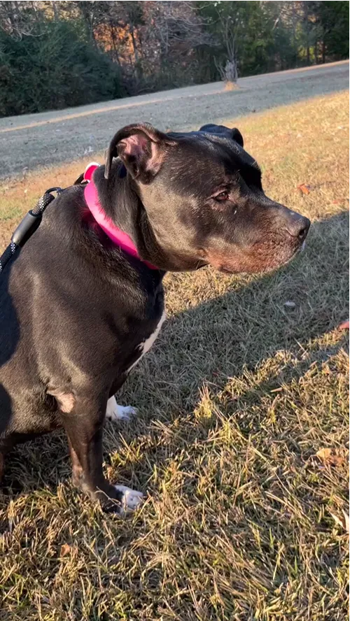 Trail Hound